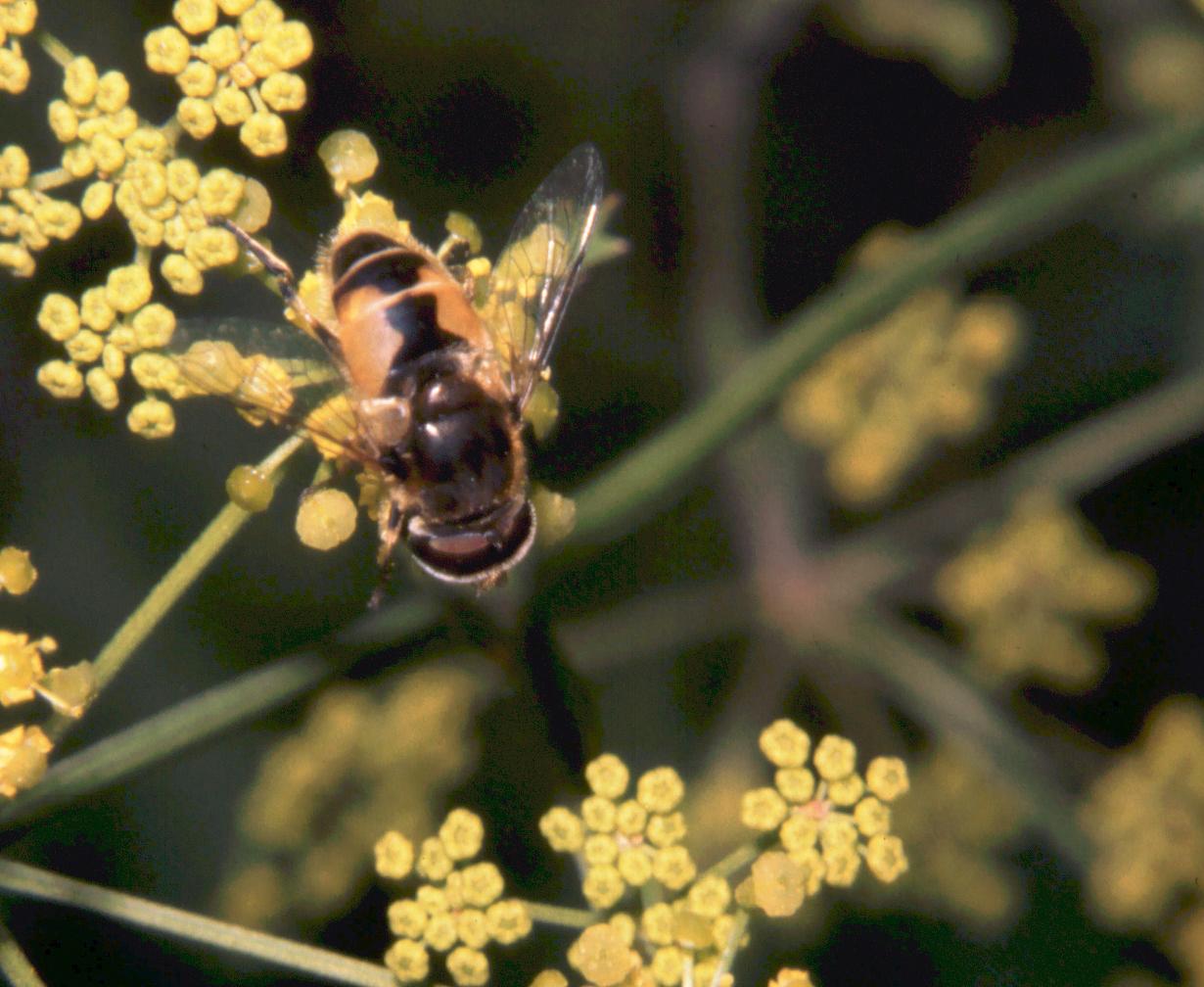 Eristalis maschio